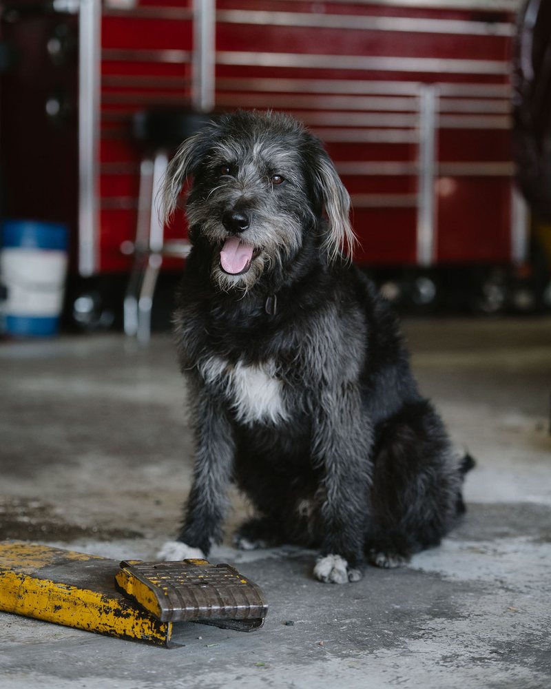 The Shop Dog, Head of Customer Relations at Inspection Station